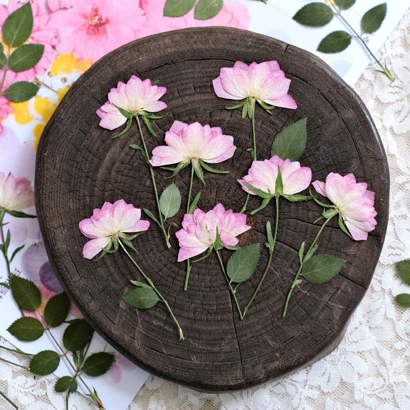 12個入り、本物の乾燥圧縮花、携帯電話ケースDIY用、ピンク - Embellishment Crafts のレビューと価格