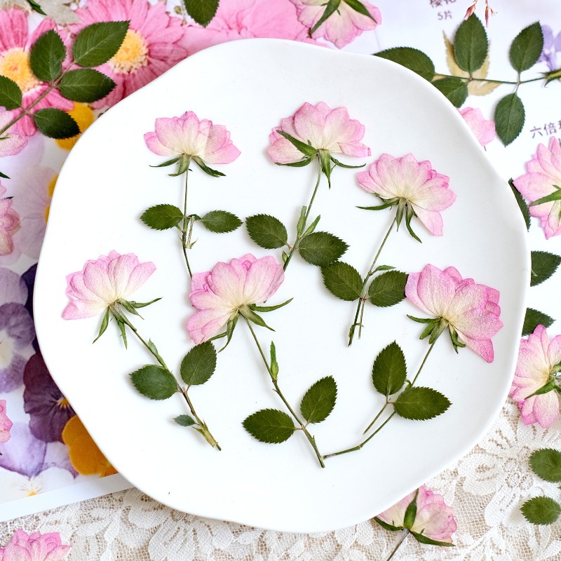 12個入り、本物の乾燥圧縮花、携帯電話ケースDIY用、ピンク - Embellishment Crafts のレビューと価格